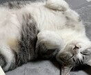 可愛い猫の写真を提供します 5匹のミックスの猫ちゃん達の写真です。 イメージ4