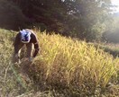 これから田舎暮らしをしたい方にアドバイスします 田舎暮らしに興味があり、情報を得ておきたい方へ。 イメージ3
