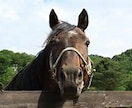 タロット占いで競馬を予想します 競馬レースをタロット占いで予想いたします。 イメージ1