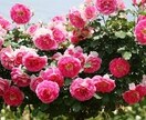 未婚の方好きな人へのアプローチの仕方受け方を視ます 自分の性格との相性などを丁寧にお伝えします。 イメージ1