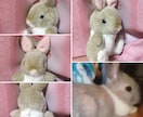 ペットのぬいぐるみ作ります 大切なペットのぬいぐるみをお作りします！ イメージ3