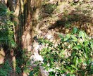 忘れられない相手・執着する恋心の縛りを解き放ちます 忘れられない相手への執着と苦しい恋心を読み解き未来へ導きます イメージ4