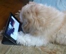 様々な悩みの種を無くしたり、小さくしたりします 全年齢、性別に豊富な人生経験から対応可能！声は良いです　笑 イメージ3