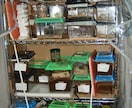 クワガタムシ・カブトムシの飼育方法細かく教えます 本に書かれていないところから書籍の誤りまで イメージ2