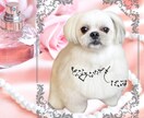 愛しているペットの気持ち♡ペットロスのお話聞きます 楽しい思い出♡一緒に過ごした日々♡ペットちゃんの話だけでも◎ イメージ1