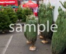 クリスマスの時期に使えそうな写真７枚提供します クリスマスツリー(もみの木)マーケット編 イメージ5
