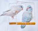 ペット鑑定 |今もそばに、あの子の想いがあります 伝えきれなかった想いを、魂の記憶からすくい上げてお届けします イメージ6