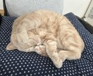 話し相手、愚痴聞きます。ます 日常会話から愚痴聞きまで、お話し相手になります。 イメージ1