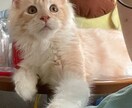 ねこがあなたの悩みを聞きます 猫生が波乱万丈な元野良猫の月見さんがお話聞きます イメージ2