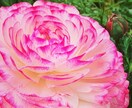 印象に残る季節の草花の写真を提供します 自然の色とりどりの草花で、より鮮やかな日常にします イメージ1