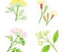 水彩画で植物イラストを描きます ボタニカルアートのようなイラストならおまかせください イメージ4