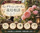 イングリッシュローズの栽培相談を承ります 病害虫・剪定・肥料など、バラのお悩みを丁寧に解決へ イメージ1