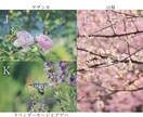 SNSに使える高品質な写真の素材提供します カメラ歴7年の私が撮影したお花や猫の イメージ5