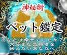 愛するペットの霊視鑑定｜丁寧にお伝えします 最愛のペットが抱えている想い・本音・ご縁・相性を視ます。 イメージ1