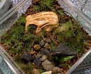 苔テラリウム･パルダリウム作成します お家に小さな森を取り入れませんか？ イメージ9