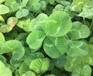 手に現れるオーラの色を鑑定します オーラをスキャンしてヒーリングを行い吉凶・恋愛解説します。 イメージ2