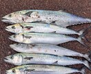 中級者向け、ルアーフィッシングへの第一歩支援します 釣り歴20年の私がルアー釣りのノウハウ伝授します！ イメージ9