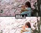 ROSA｜Lightroomプリセット販売します スマホで撮影した写真、ワンタッチで大変身！ イメージ3