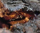 天然オオクワガタの採集方法（樹液・洞採集）教えます クワガタの採集のうち困難なオオクワガタの樹液採集方法です イメージ10