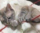 女性限定！男から見た恋愛アドバイスします モテたい。彼氏が欲しい。彼の本音が知りたい。あなたへ イメージ1
