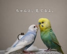 あなたの愛鳥オーラを画像にします 鳥のオーラにも、飼い主様へのメッセージが隠されています イメージ9