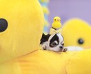 ペット用品の商品撮影いたします ペットにまつわる商品撮影をペットモデル込みでご提供いたします イメージ4