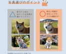 原画をご提供！リアルなペットのパステル画を描きます A5サイズ〜大小様々なサイズに対応します。 イメージ10