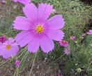 日常の写真を最新iPhoneで販売します 子供風景日常をテーマに撮影します イメージ3