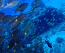 ダイビングで撮った水中写真を提供します 完全オリジナル！魚や珊瑚の水中写真を１枚１００円で！Ｃセット イメージ1