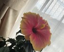 私は、あなたの味方です！なんでも相談に乗ります 私と一緒にその悩み解決に近づけてみませんか？ イメージ2