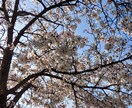 紫微斗数と吉方位で心軽やかにします ☆迷いを整理して前向きな一歩を。 イメージ1