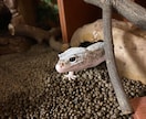 初心者向けトカゲの飼い方・触れ合い方を教えます 学校で専門教育を受けた私が教えます。 イメージ1