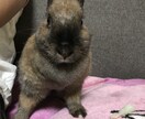 うさぎのこと、教えます うさぎを飼い始めて分からないこと等あればわかる範囲で教えます イメージ2