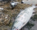 海サクラマスの釣り方教えます 北海道で海サクラマスを釣ってみたい方にお教えします！ イメージ2