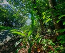 沖縄の風景や自然の写真の対象指定撮影を承ります 逆光に透過された葉の美、沖縄らしい写真 イメージ5