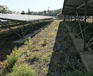 産業用低圧太陽光発電所の除草作業を行います 年3回、都度写真報告付きなので安心です イメージ3