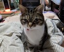 あなたの愛猫の気持ちを伝えます 猫ちゃんと幸せに暮らしましょう。 イメージ1