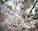 あなたの代わりに写真撮影をします 写真撮影を代行して写真を提供します イメージ1