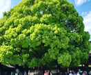あなたの悩み、愚痴、モヤモヤを聞きます お話をして、心を軽くしませんか？ イメージ1