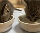 保護子猫の育て方（初心者歓迎）丁寧にサポートします 乳飲み子猫の命をつなぐ技術と知識、伝えます,ﾟ.:｡+ﾟ イメージ10