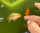 犬猫小動物魚｜生き物好きの相談や自慢話を聴きます 幅広い飼育経験と保護経験でペットと飼い主をサポート イメージ7