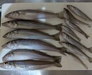 初めて釣りをされたい方、丁寧に教えます まずは気軽に初めてみませんか？ イメージ1