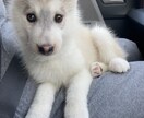 1日〜3日間 なんでも聞きます お話しすることが好きです。いろんなお話ししましょう! イメージ1