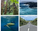八丈島の写真提供します 海亀、シダの森、八丈富士、海岸などの景観 イメージ1