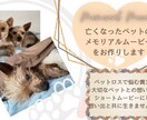ペットのメモリアルムービー作成します ペットロスに悩む貴方へ想い出をショートムービーにしませんか イメージ1