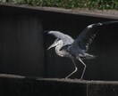 撮影します 素材写真を撮影して提供します。 イメージ10