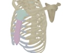 解剖学用の3Dブレンダー教材購入できます 解剖学を3Dでわかりやすく教えたい方　発信したい方 イメージ9