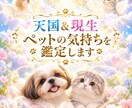 ペットからのメッセージをお伝えします 特定の出来事から紐解く、あの子の本当の想い イメージ1