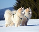 消えたいと思った時、傍に寄り添います 消えたい、いなくなりたい、どこかへ行きたい。そんな時に。 イメージ2