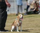 わんにゃんのオフ会、譲渡会の撮影いたします わんにゃんのオフ会、譲渡会撮影承ります！ イメージ1
